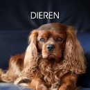 Dieren