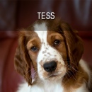 Tess